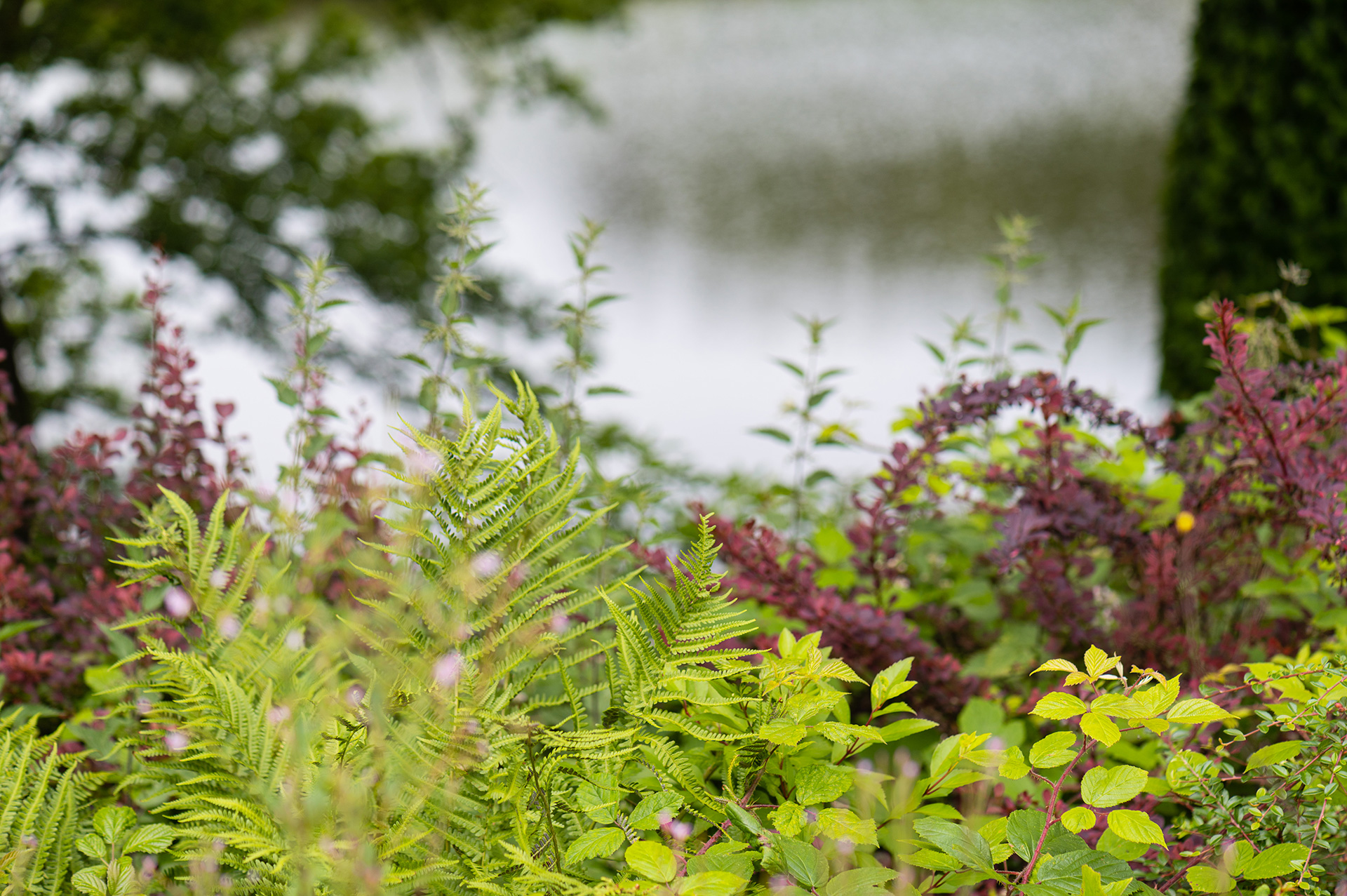 Image of ferns and other greenery beside a still lake